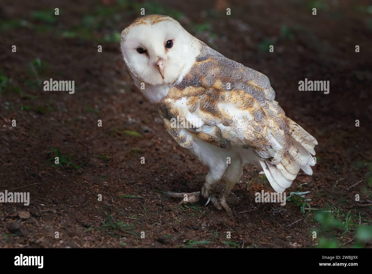 Amerikanische Scheuneneule (Tyto furcata) Stockfoto