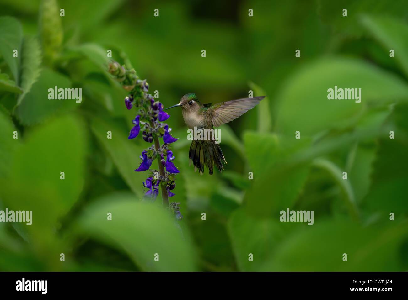 Woodnymphe (Thalurania glaucopis) - weiblicher Kolibri Stockfoto