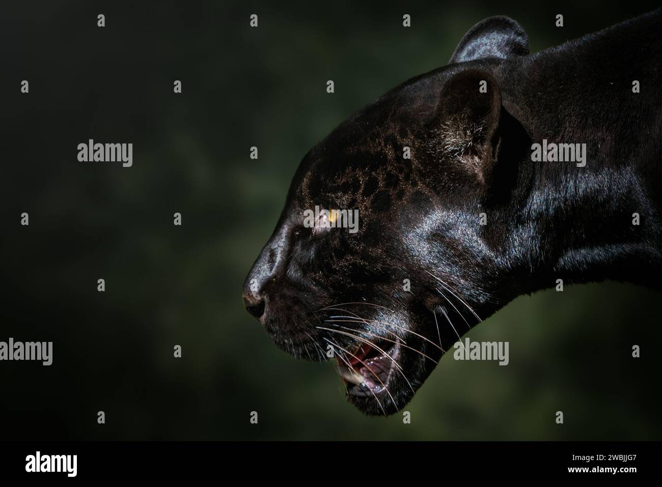 Schwarzer Jaguar (Panthera onca) – Melanistische Katze Stockfoto