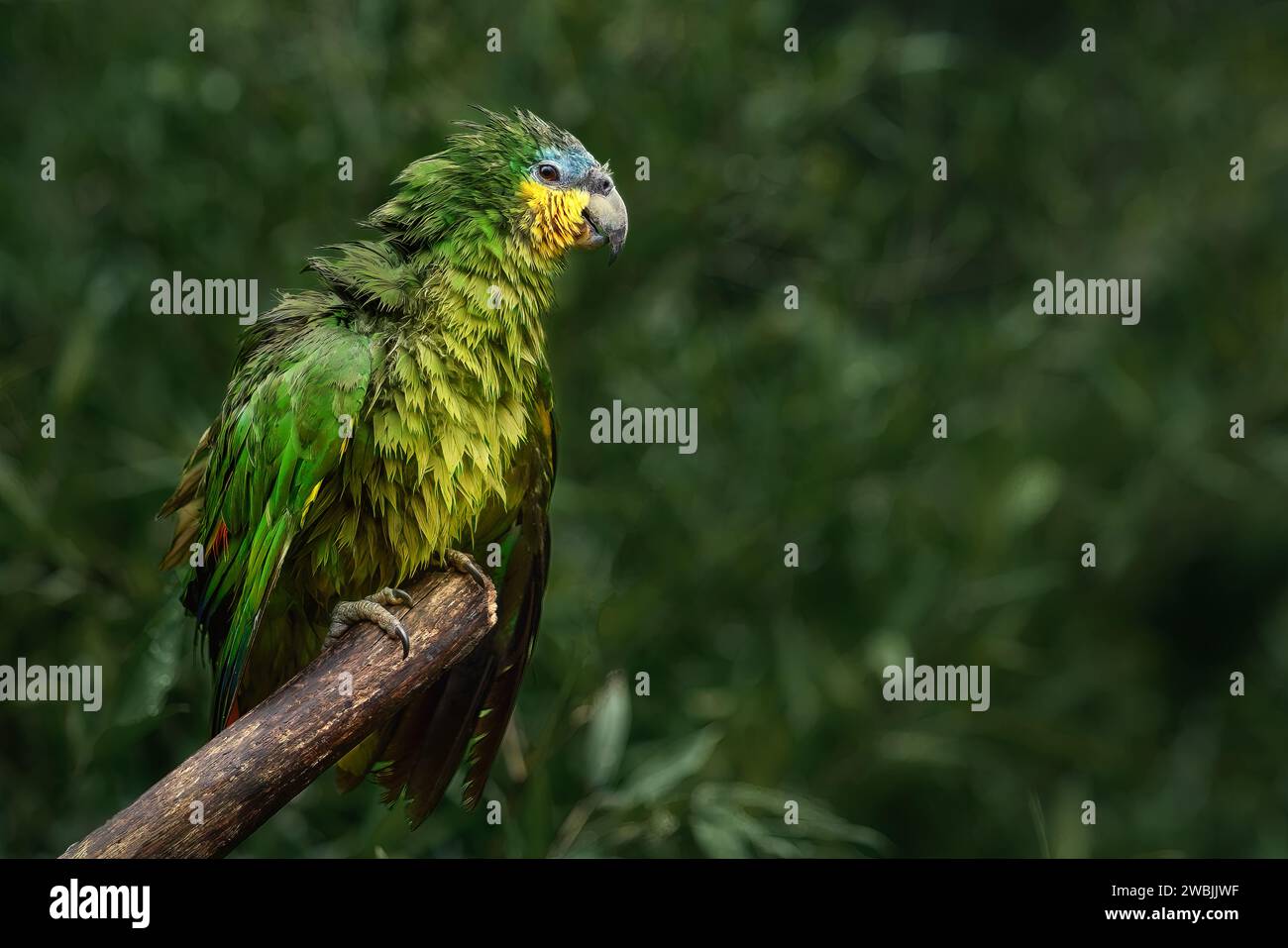 Amazonas Amazonas-Amazonas (Amazona amazonica) Stockfoto