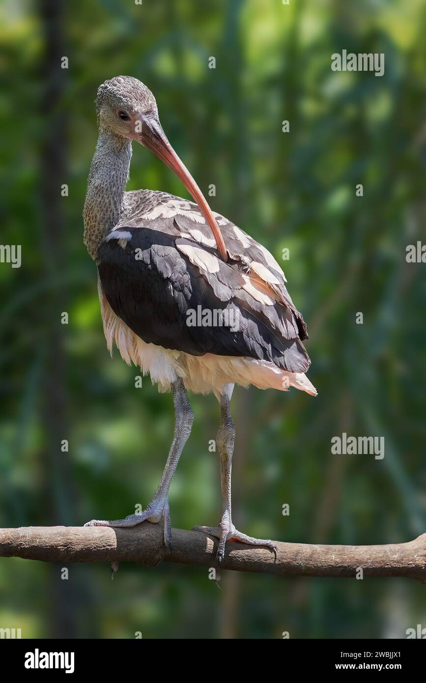 Junger Scharlach Ibis (Eudocimus ruber) Stockfoto