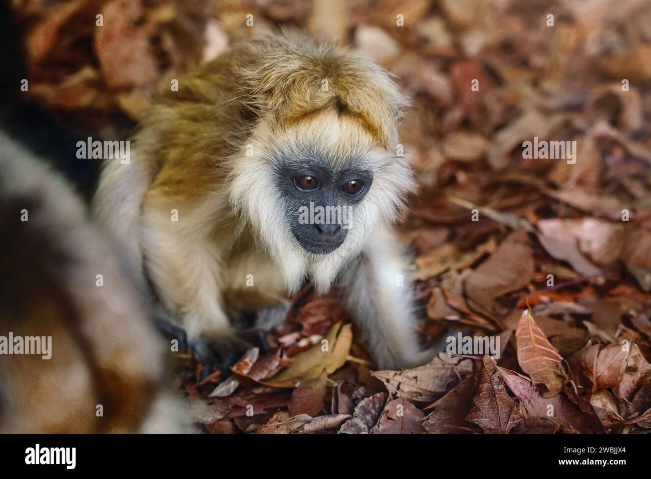 Baby Black Howler Affe (Alouatta Caraya) Stockfoto