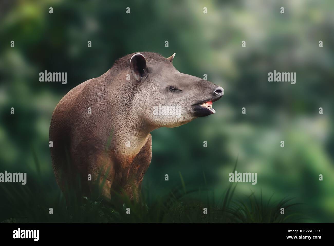 Flachland-Tapir (Tapirus terrestris) mit Zähnen oder südamerikanischem Tapir Stockfoto