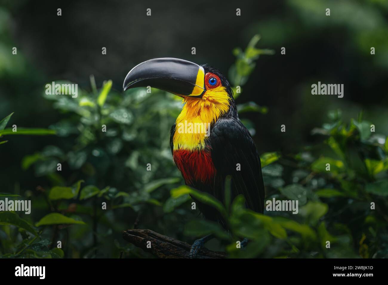 Toucan (Ramphastos vitellinus ariel) - Ariel Toucan Stockfoto