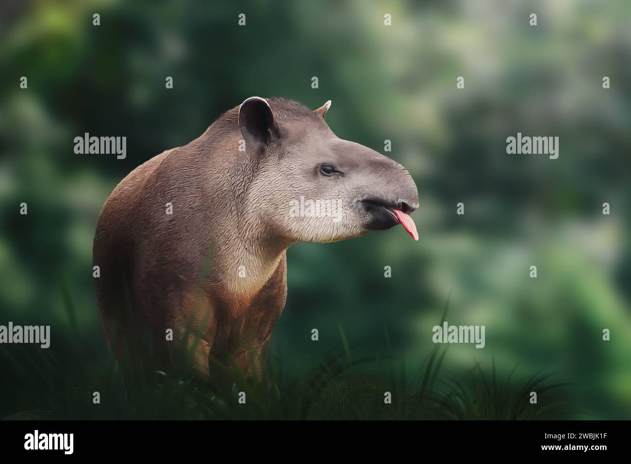 Flachland-Tapir (Tapirus terrestris) mit Zunge oder südamerikanischem Tapir Stockfoto