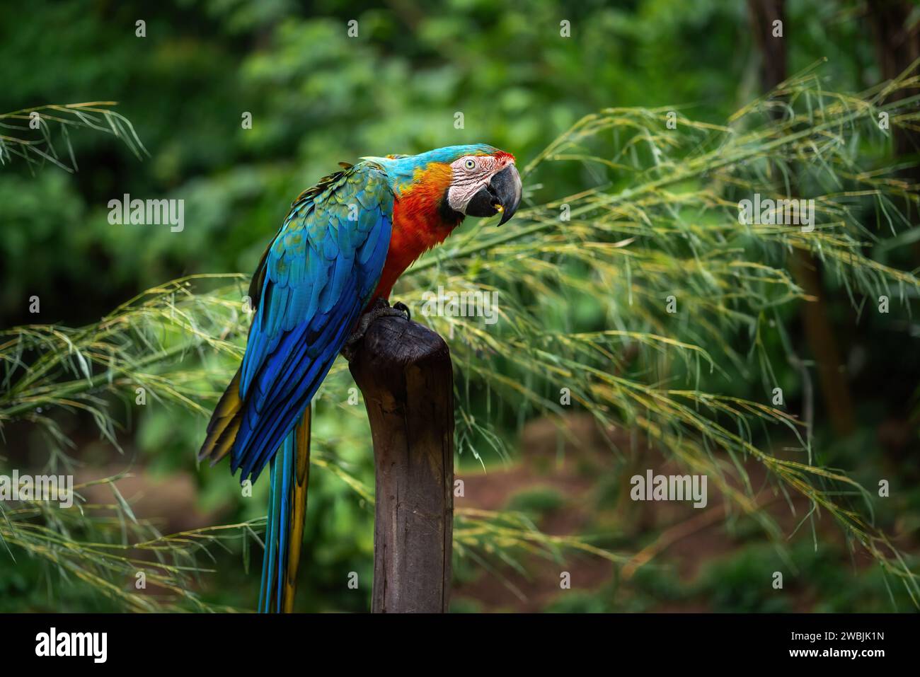 Catalina Ara - Hybridara (Ara ararauna x Ara Macao) Stockfoto