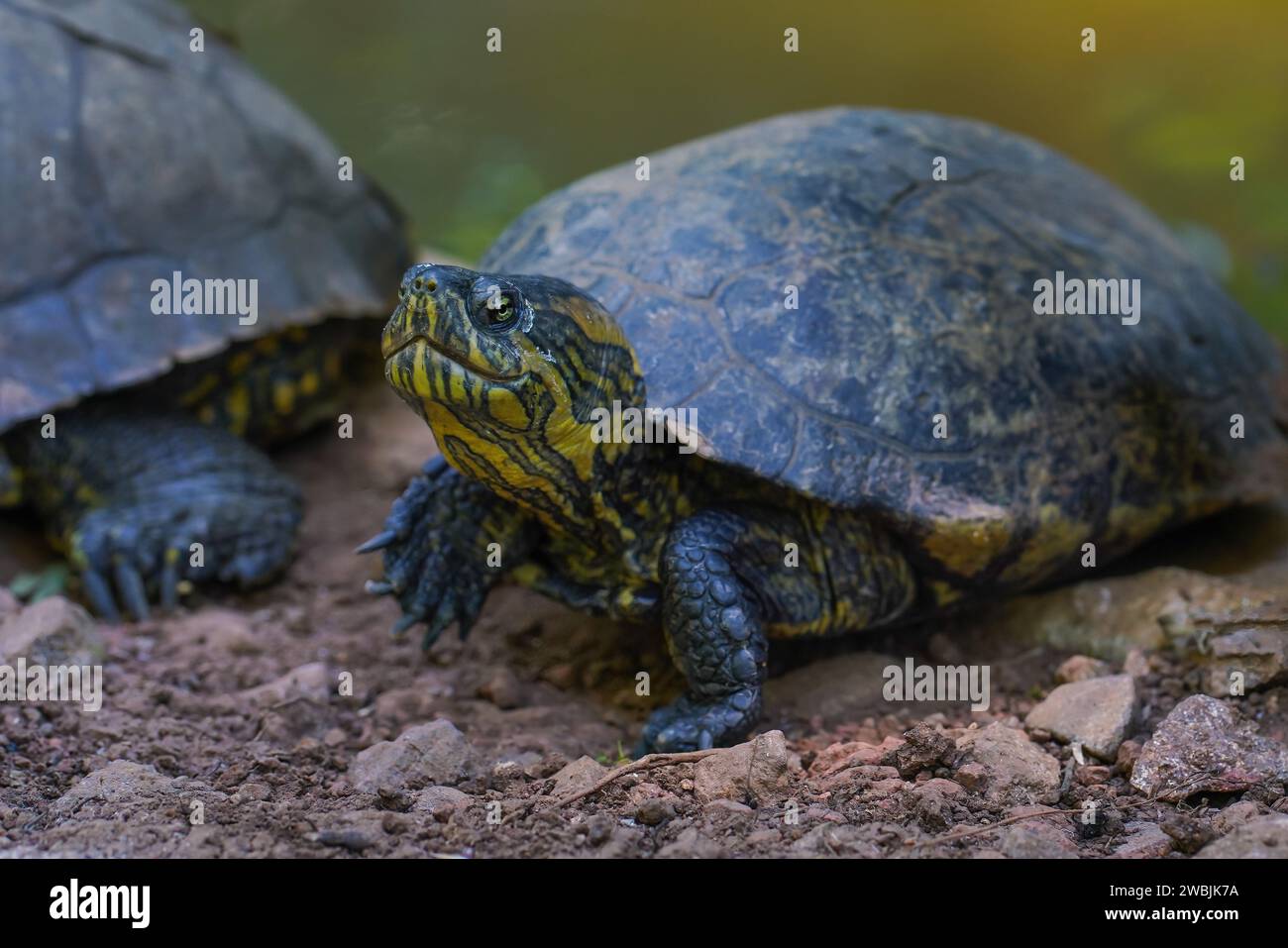 Schwarzbauchrutsche (Trachemys dorbigni) - Wasserschildkröte Stockfoto