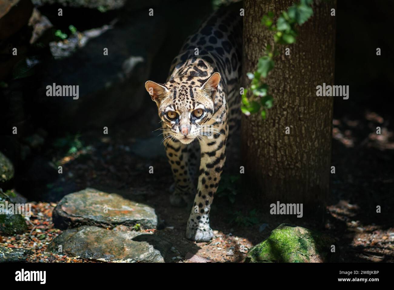 Ozelot (Leopardus pardalis) - mittelgrosse gefleckte Katze Stockfoto