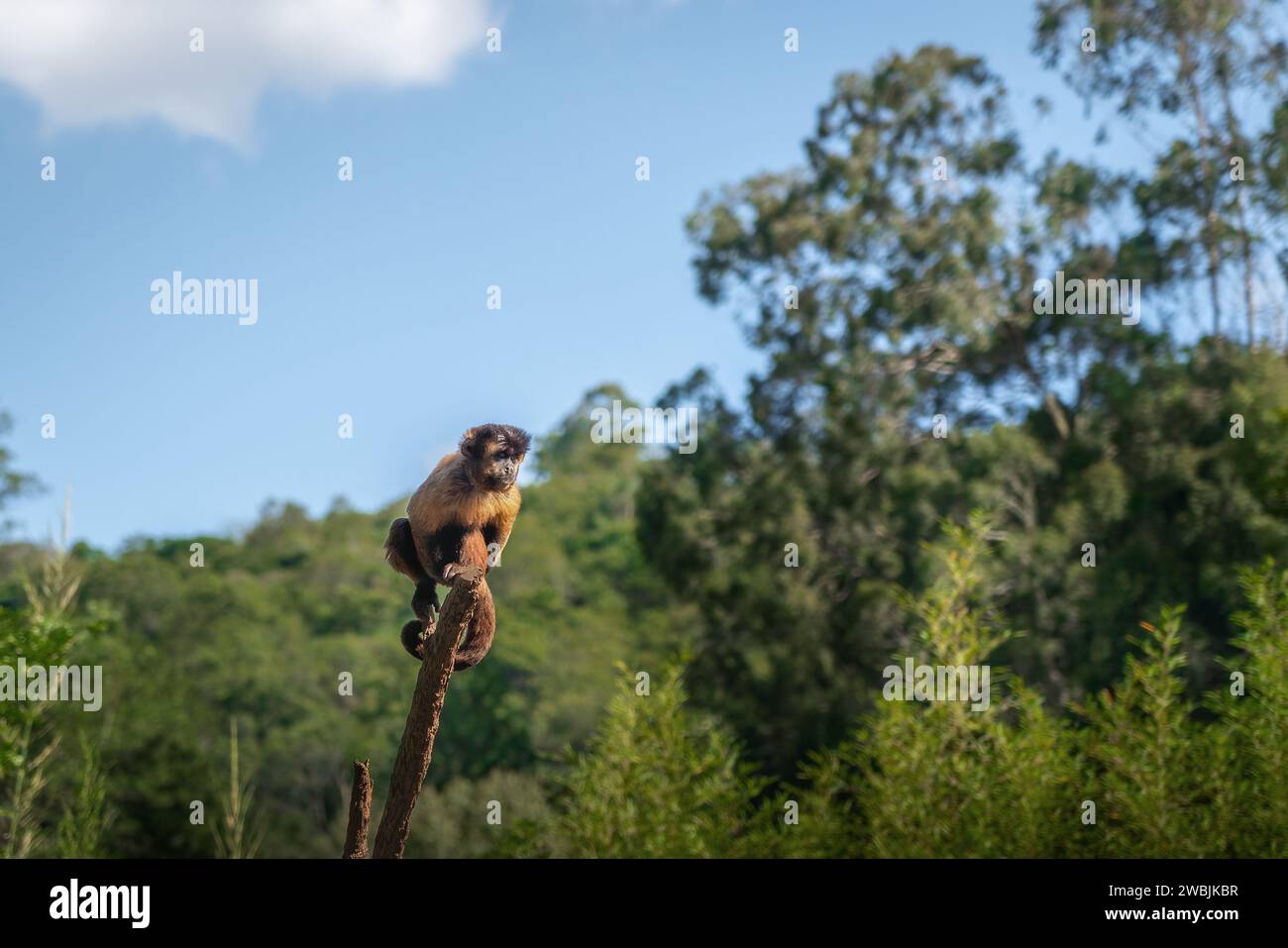 Getufteter Kapuzineraffe (Sapajus apella) Stockfoto