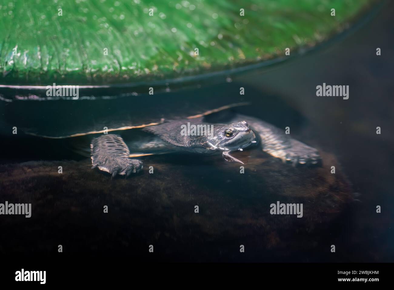 Geoffroys Krötenschildkröte unter Wasser (Phrynops geoffroanus) Stockfoto