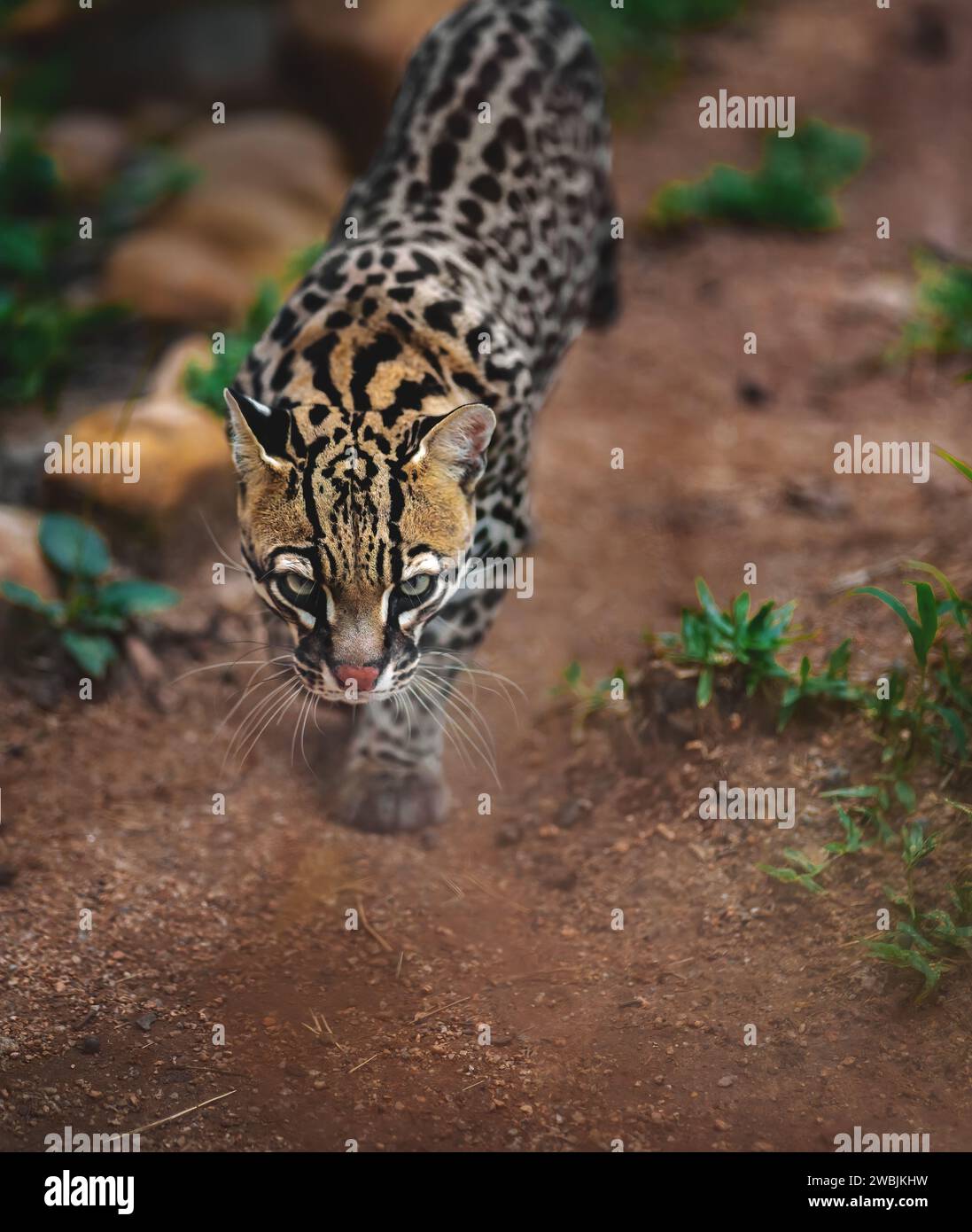 Ozelot (Leopardus pardalis) - mittelgrosse gefleckte Katze Stockfoto