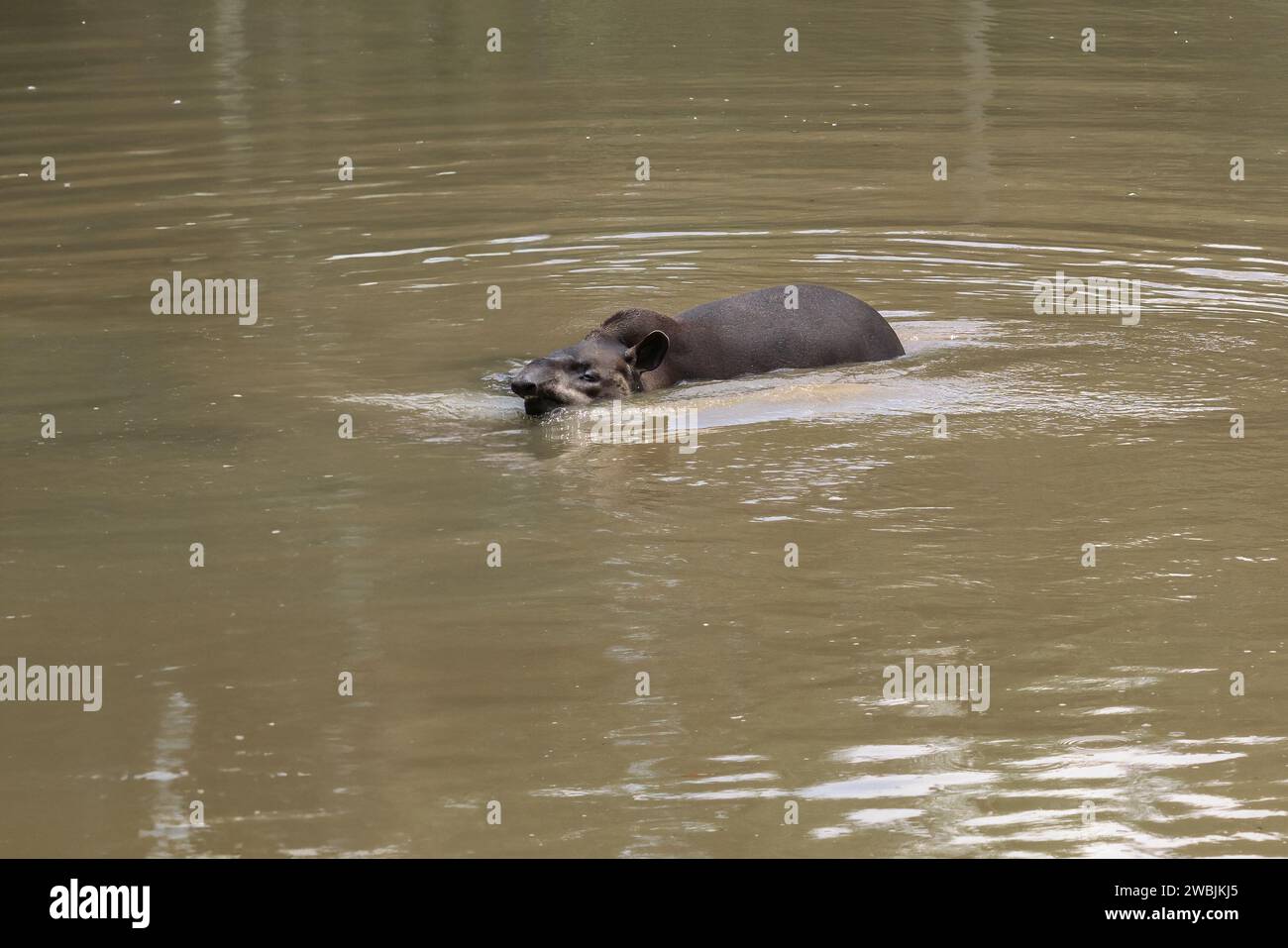 Flachland Tapir (Tapirus terrestris) Schwimmen oder südamerikanisches Tapir Stockfoto