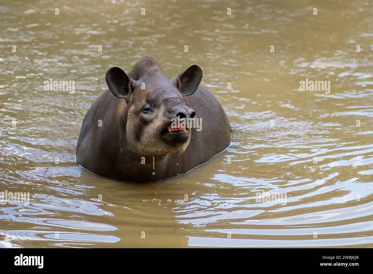 Flachland Tapir (Tapirus terrestris) Schwimmen oder südamerikanisches Tapir Stockfoto
