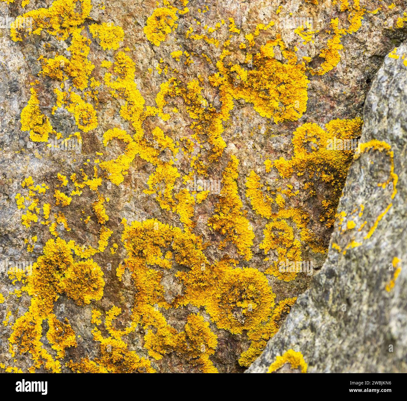 Golden Crust ist eine farbenfrohe und kaum abwechslungsreiche Flechte, die unter extremen Bedingungen gedeiht. Entlang der Küste sind sie salztolerant. Stockfoto