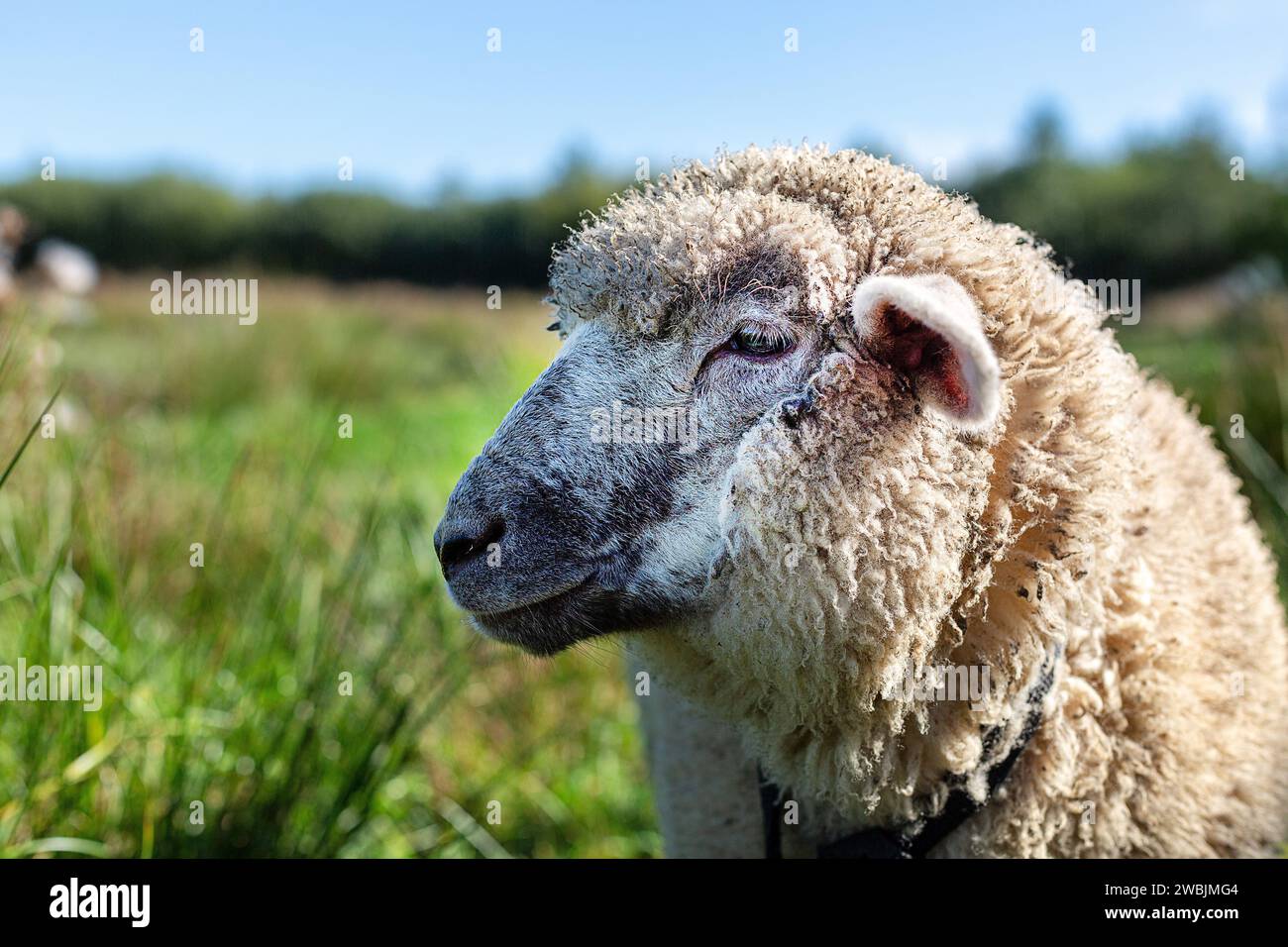 Schafe aus der Nähe in einer ländlichen Landschaft Stockfoto