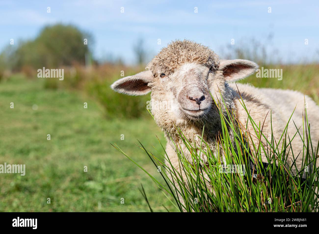 Schafe aus der Nähe in einer ländlichen Landschaft Stockfoto