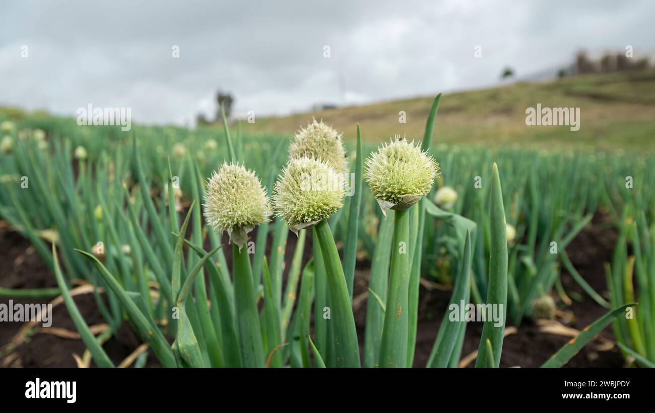 Nahaufnahme der Blüten der Zwiebelpflanze in der Mitte eines bepflanzten Feldes Stockfoto