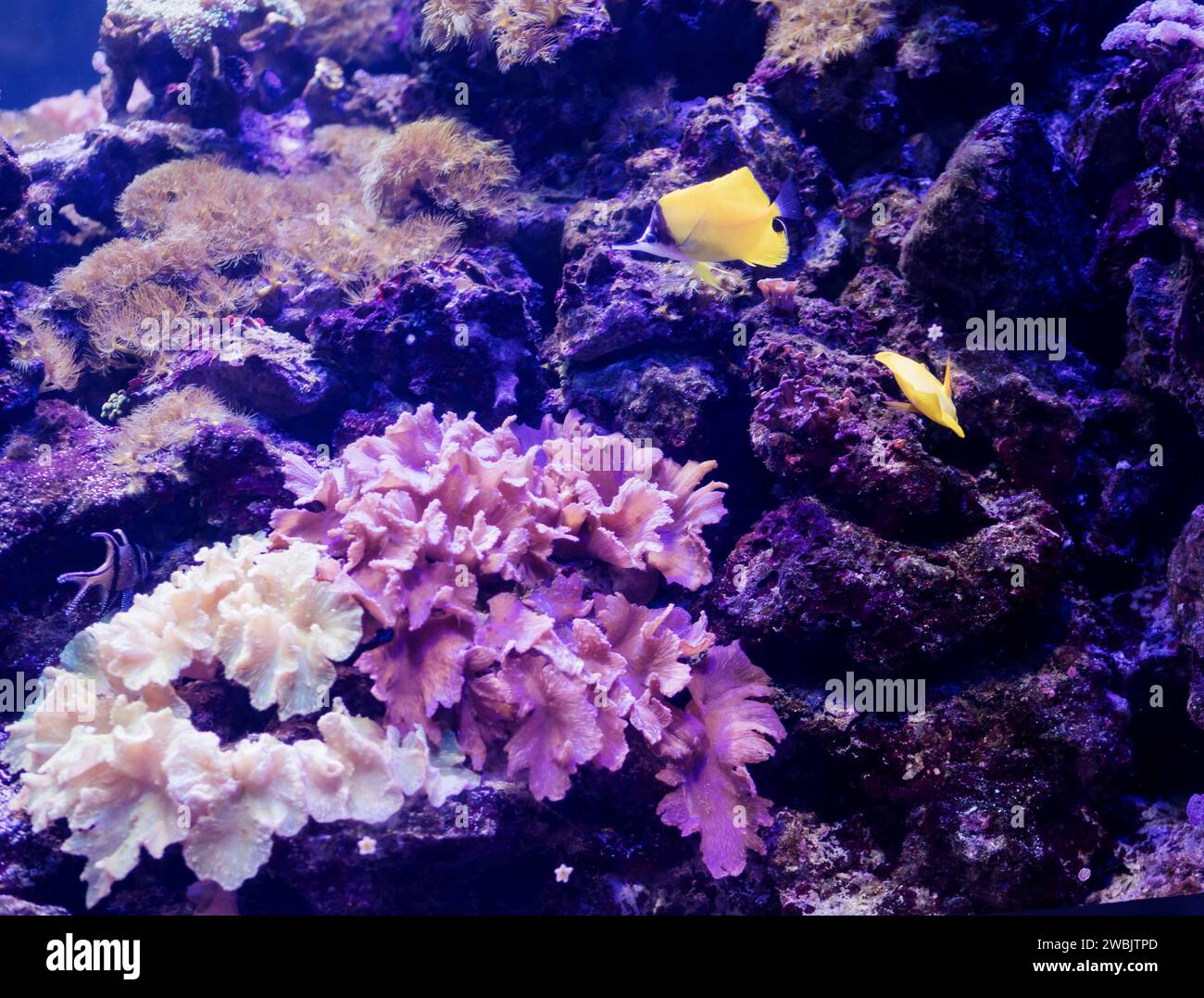 Fantastische Unterwasserwelt mit Korallenriffen und Fischen im Aquarium Stockfoto