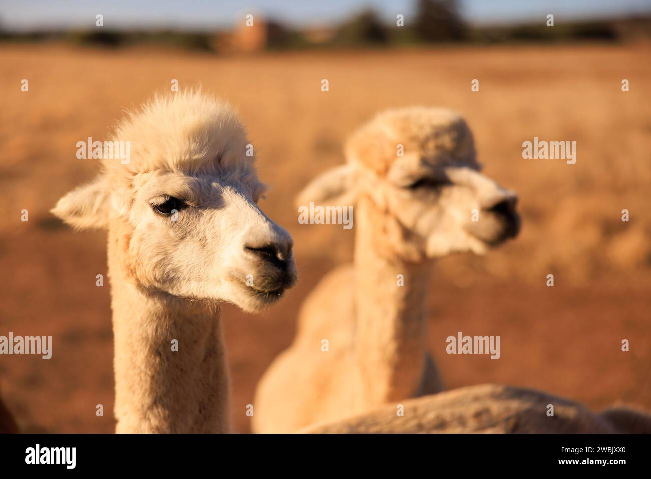 Zwei Lamas, die in einem malerischen Feld in die Ferne blicken Stockfoto