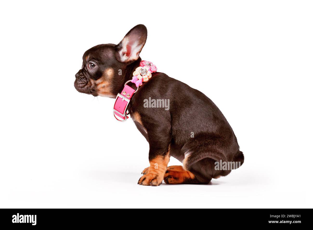 Niedlicher Tan französischer Bulldog Hund Welpe mit rosa Kragen auf weißem Hintergrund Stockfoto