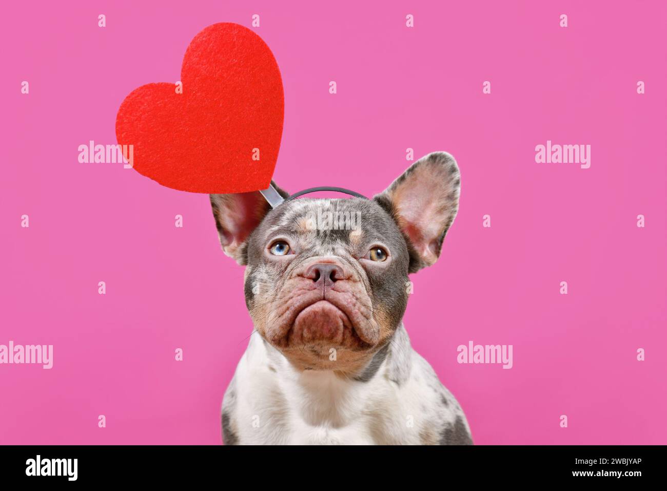 Französischer Bulldog-Hund trägt Valentinstag-Stirnband mit großem rotem Herz auf rosa Hintergrund Stockfoto