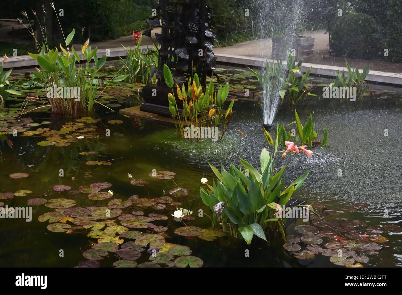 Brunnen mit blühenden Wasserpflanzen im botanischen Garten Stockfoto