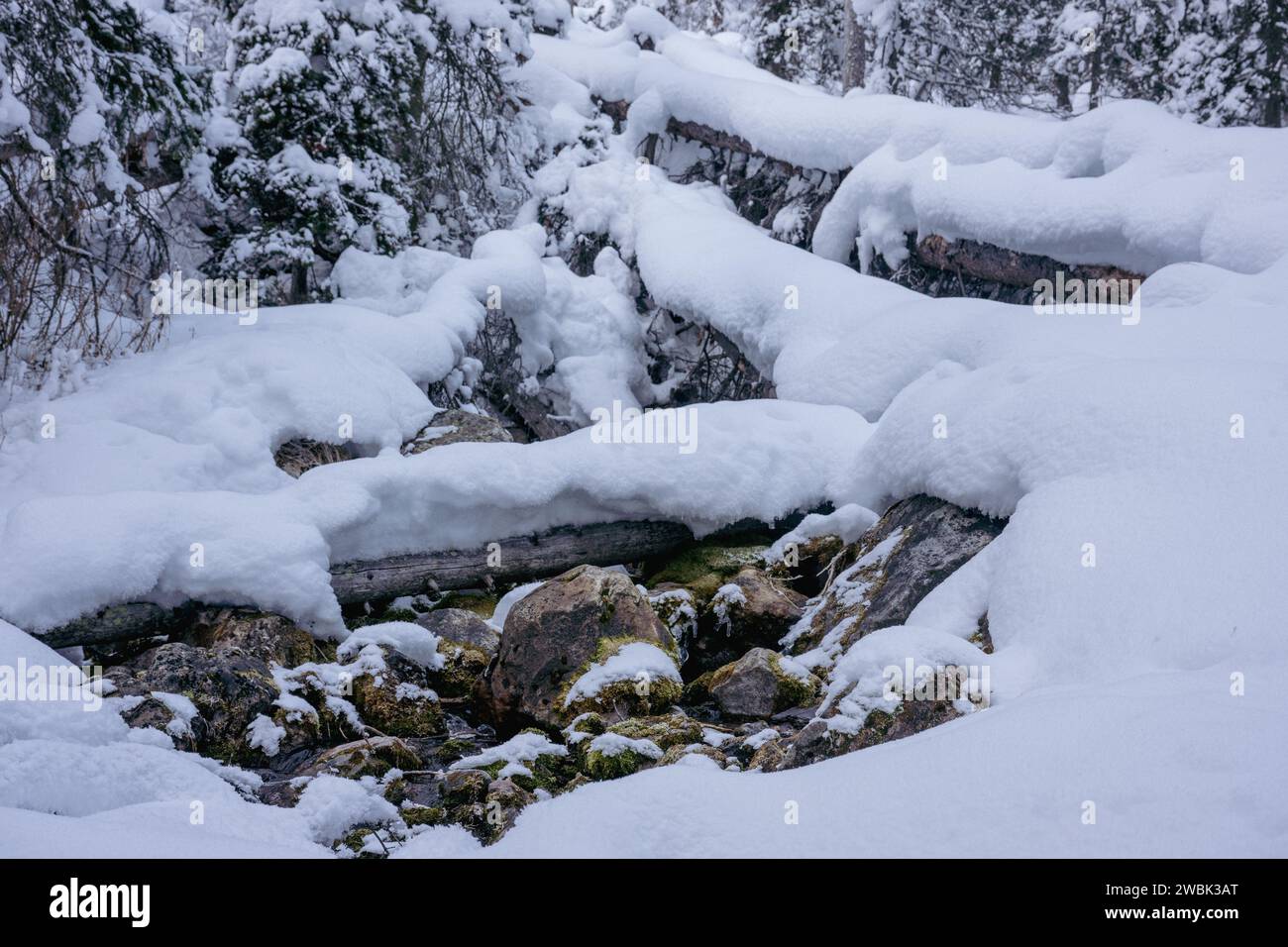 Eine fesselnde Winterszene mit schneebedeckten Baumstämmen und einem kleinen Bach. Banff, ab, Kanada Stockfoto