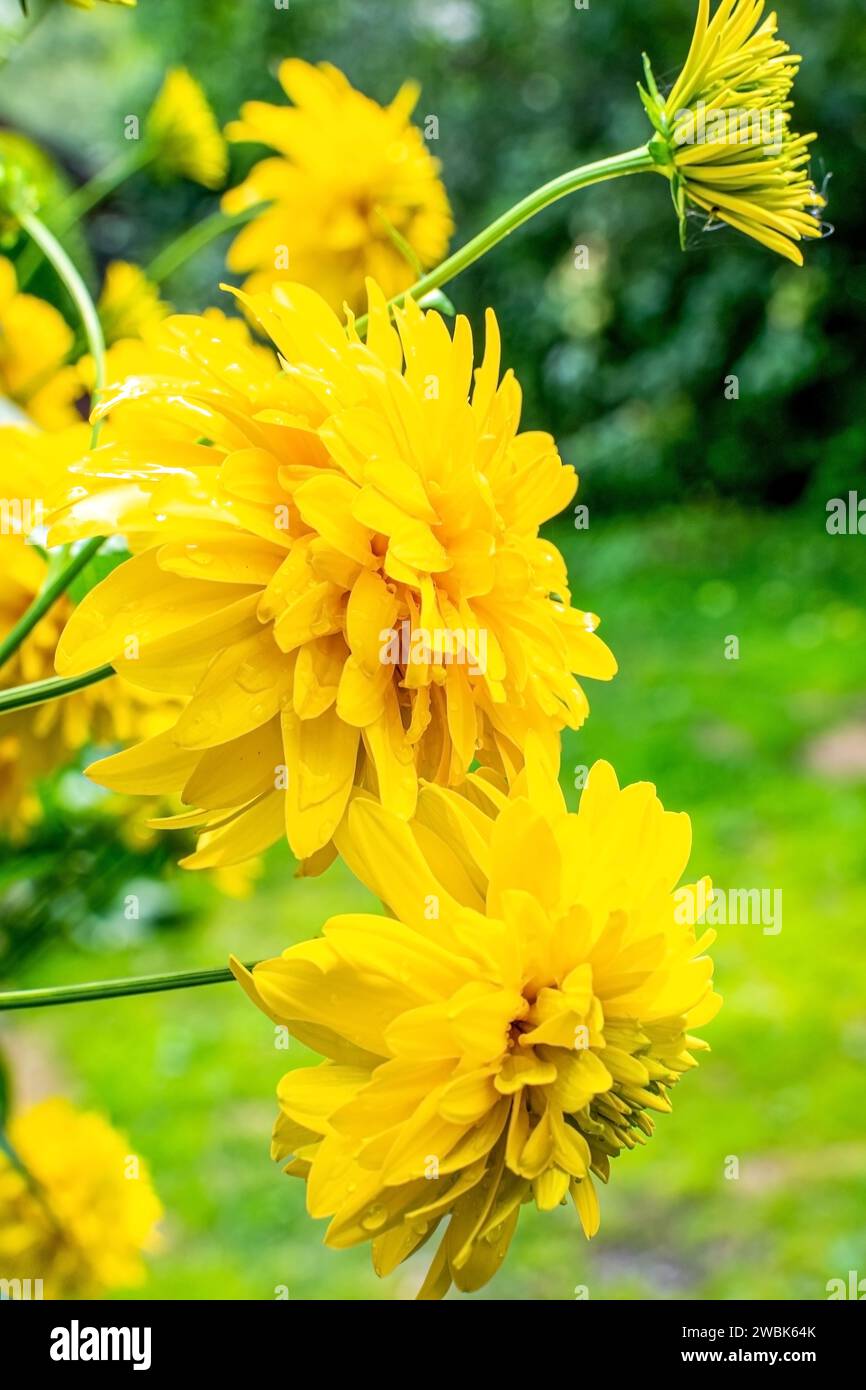 Gelbe Blüten rudbeckia laciniata Goldene Kugel, selektiver Fokus. Der Begriff Landwirtschaft und Natur Stockfoto