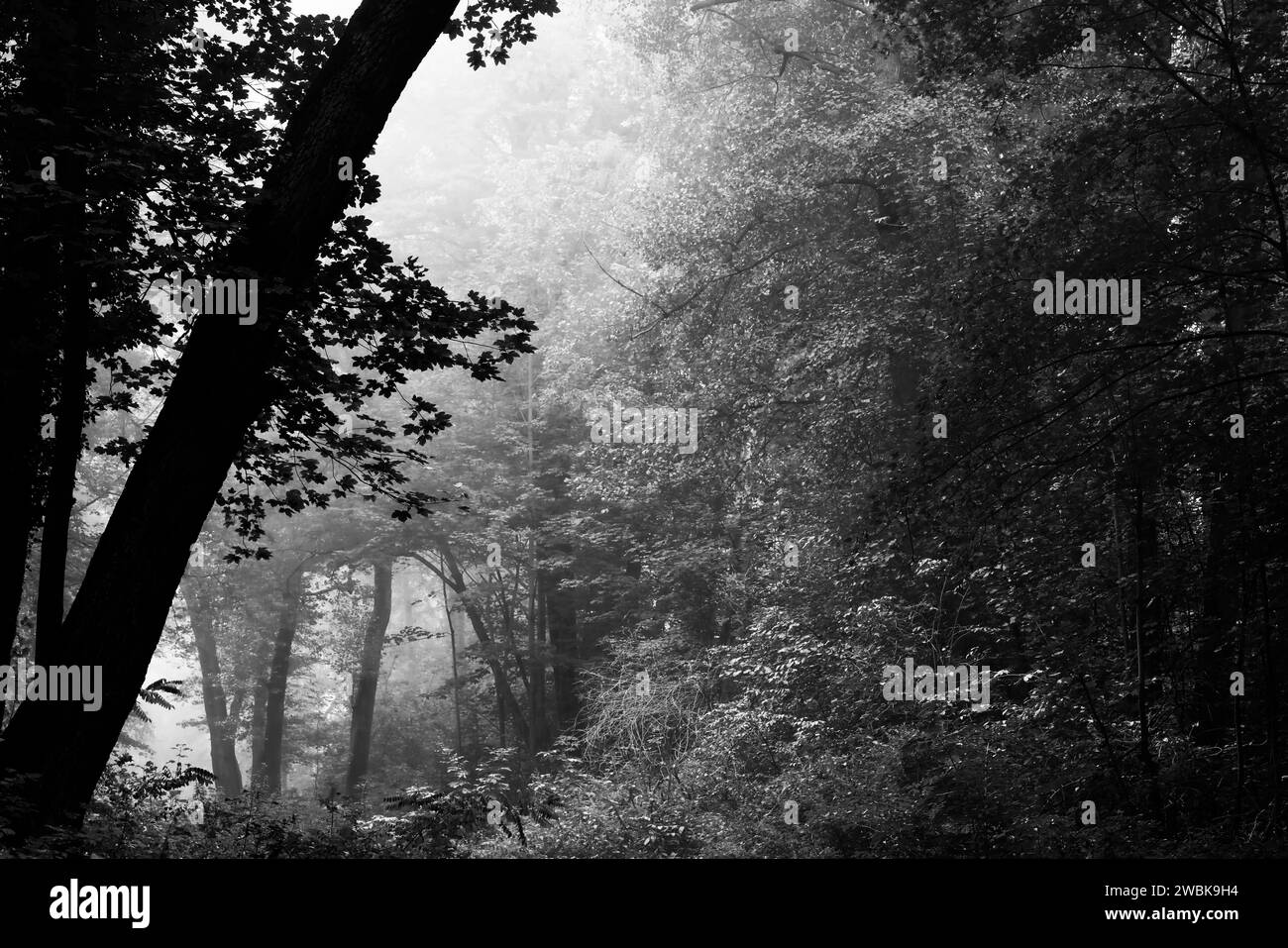 Ein wenig Nebel am frühen Morgen im Wald in den Baumkronen, Deutschland im Herbst, schwarz-weiß Stockfoto