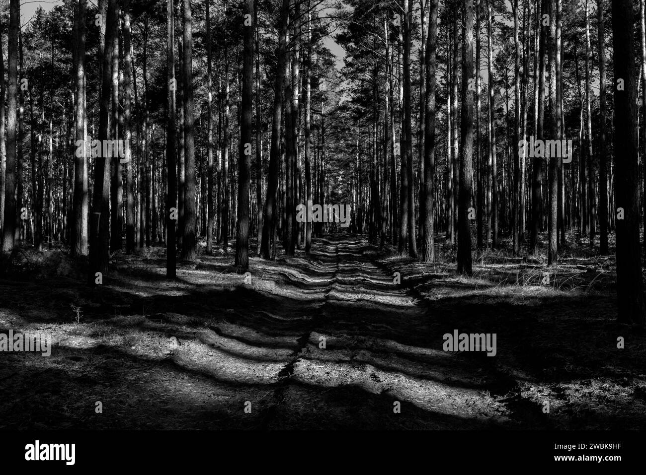 Waldweg mit Licht und Schatten in deutschland, schwarz-weiß Stockfoto