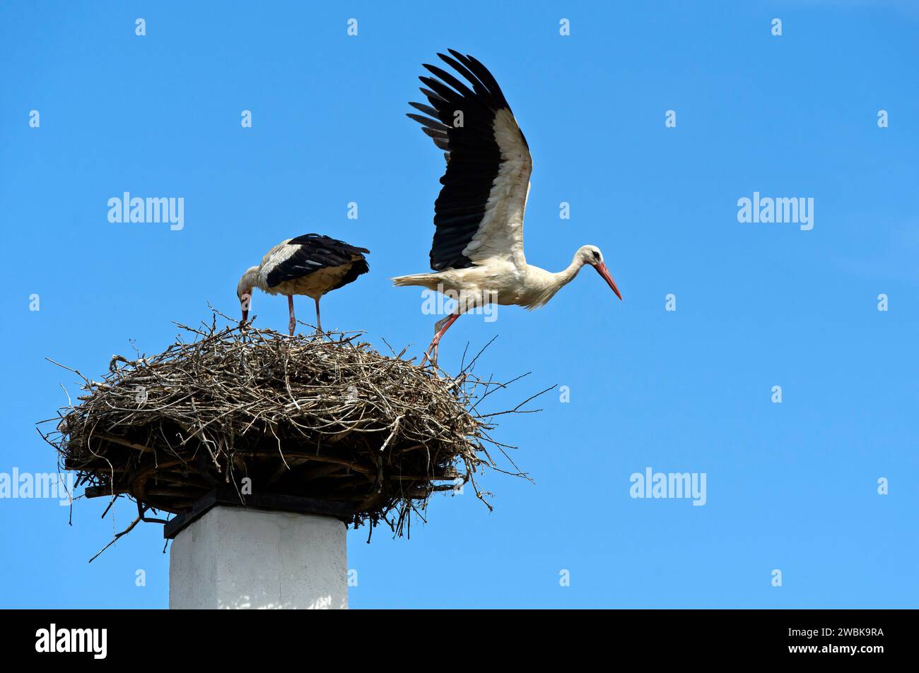 Brutpflege von Weißstörchen (Ciconia ciconia), ausgewachsener Vogel fliegt vom Nest auf einem Schornstein weg, Rust, Burgenland, Österreich Stockfoto