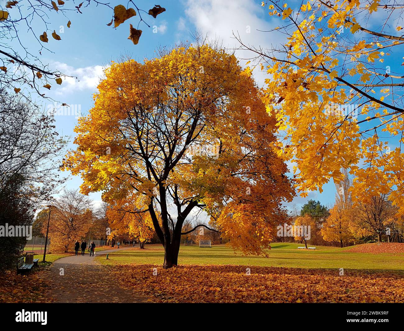 Bäume im Herbst Farben Stockfoto