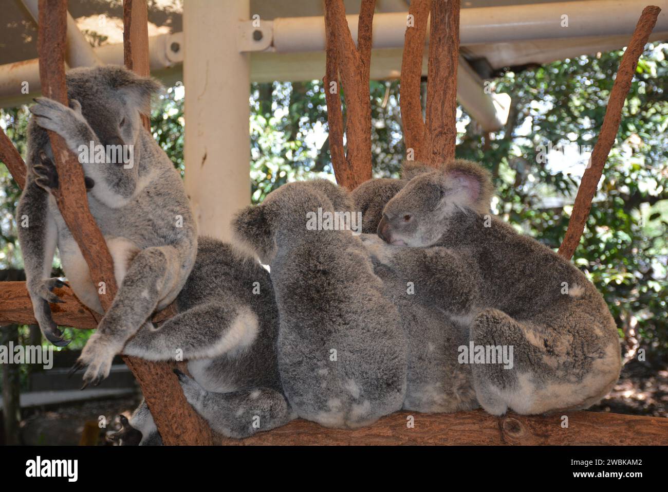 Mit weichem Pelz verziert, bewegen sich Koalas durch Eukalyptusdächer und zeigen bezaubernde Ausdrucksformen. Diese Szene fängt das Wesen ihres arborealen Lebensstils ein Stockfoto