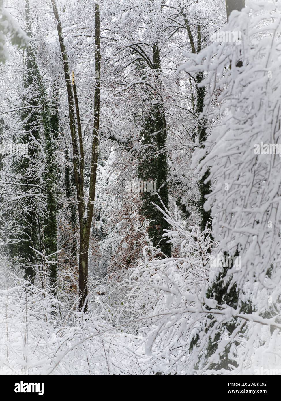 Winterlandschaft im Schneeschwemmen Stockfoto