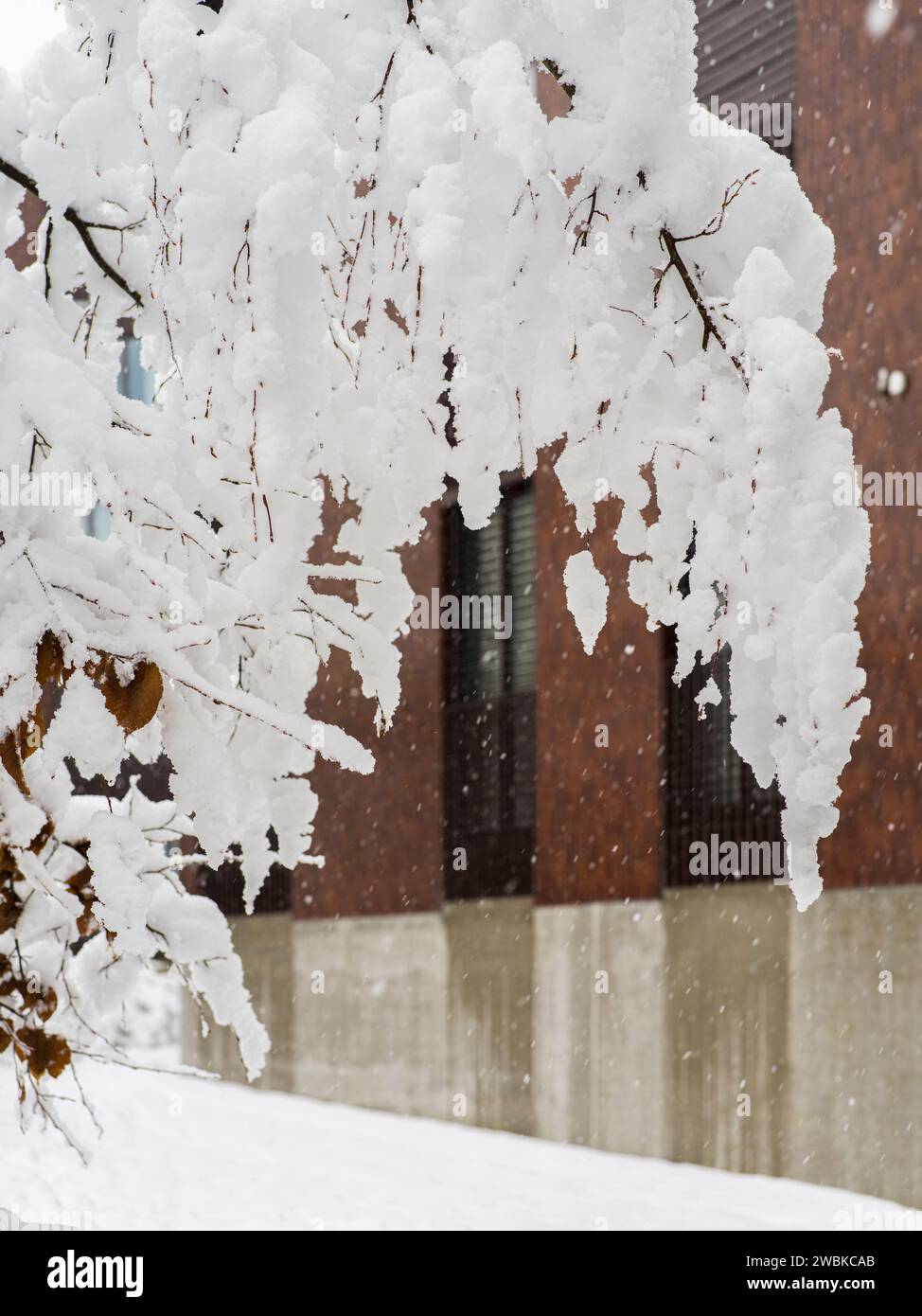 Schneebedeckter Baum vor der Hausfassade Stockfoto