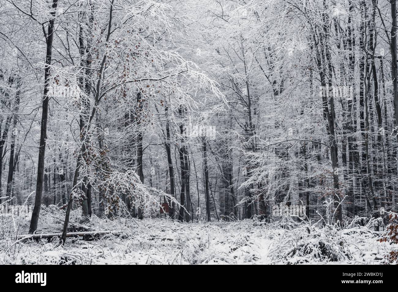 Der erste Schnee im Wald, schneebedeckte schmale Bäume und Äste, winterliche Landschaft, kühle Farben Stockfoto