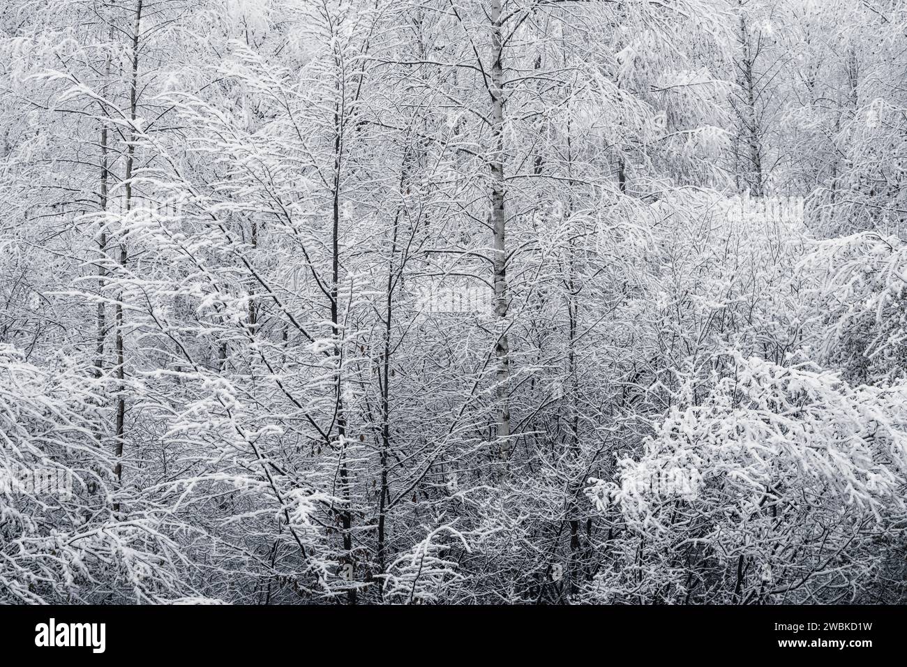 Der erste Schnee im Wald, schneebedeckte schmale Bäume und Äste, winterliche Landschaft, kühle Farben Stockfoto