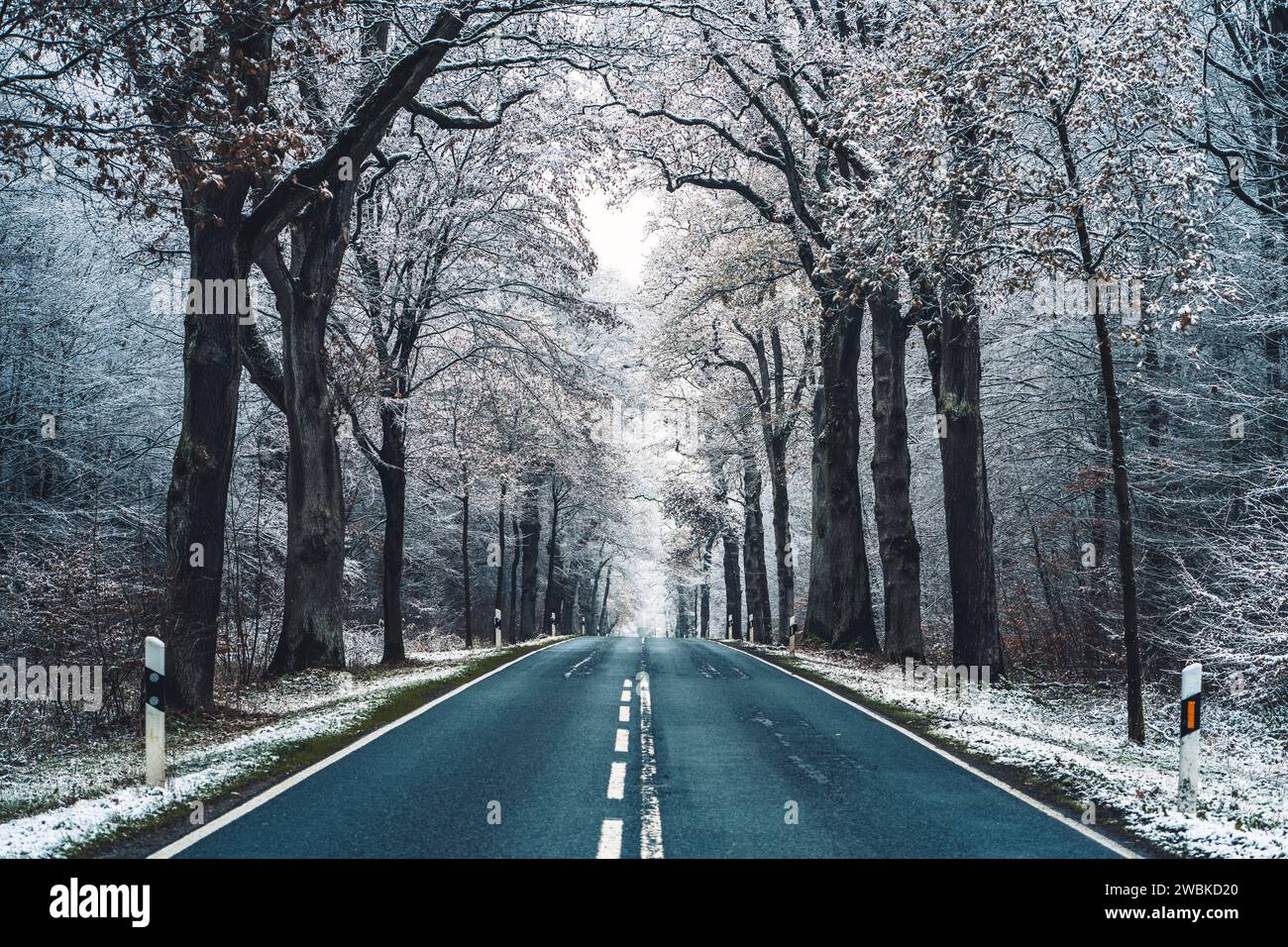 Bundesstraße in Hessen im ersten Frost, Eichen am Straßenrand, düstere Atmosphäre Stockfoto