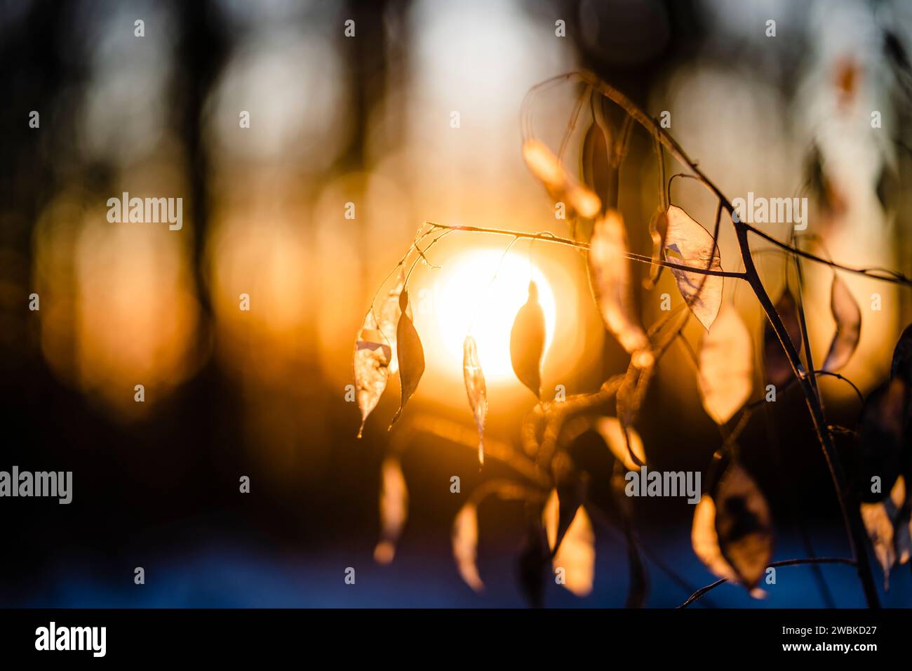 Untergehende Sonne im Wald, die leuchtenden Blätter des Blattes im Vordergrund als Nahaufnahme Stockfoto