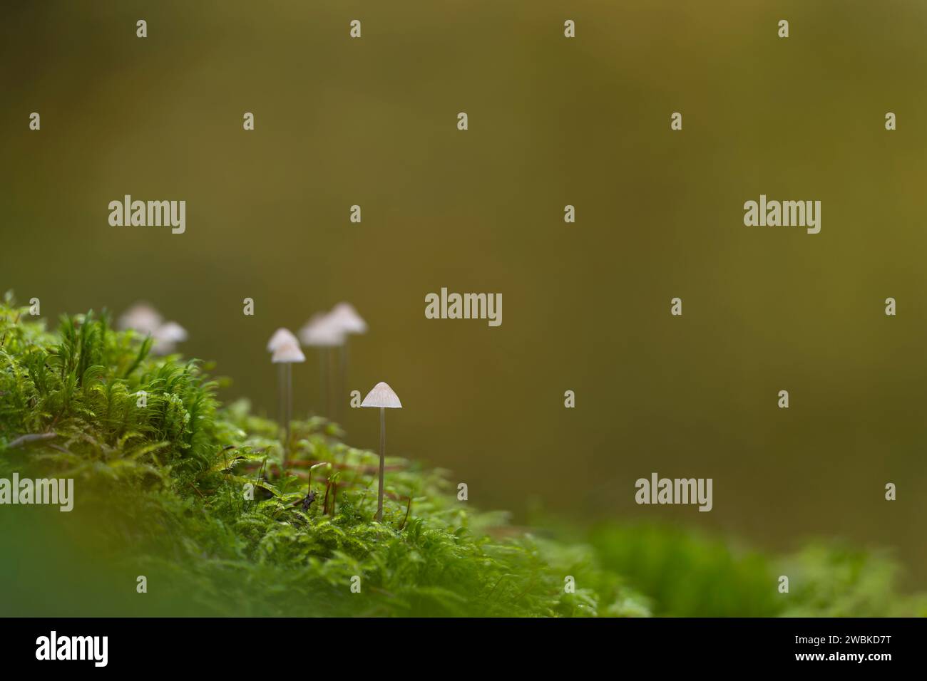 Winzige Hauben (Mycena) in Moos, Deutschland Stockfoto