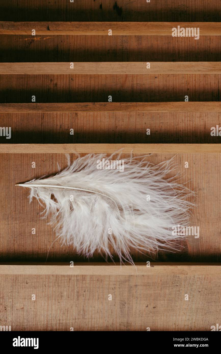 Weiße Feder in einer Holzschublade Stockfoto