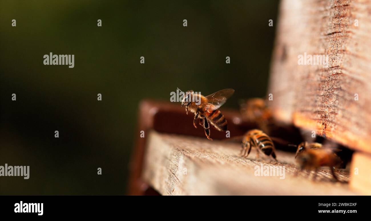 Europäische Honigbiene, apis mellifera, Bienen stehen am Eingang des Hives, Insekten im Flug, Rückkehr von Boot, Bienenstock in der Normandie Stockfoto