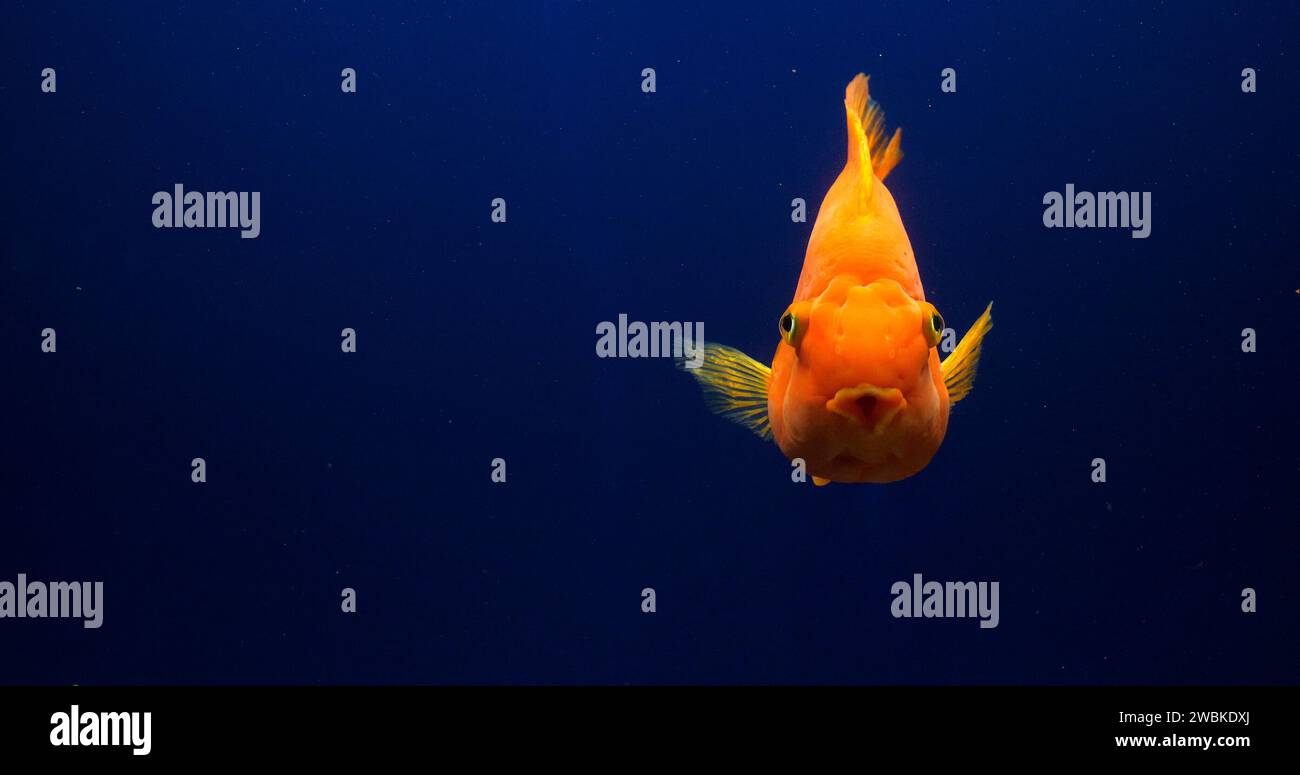 Midas Cichlid, Amphilophus citrinellus, Fische schwimmen in einem Süßwasser-Aquarium Stockfoto