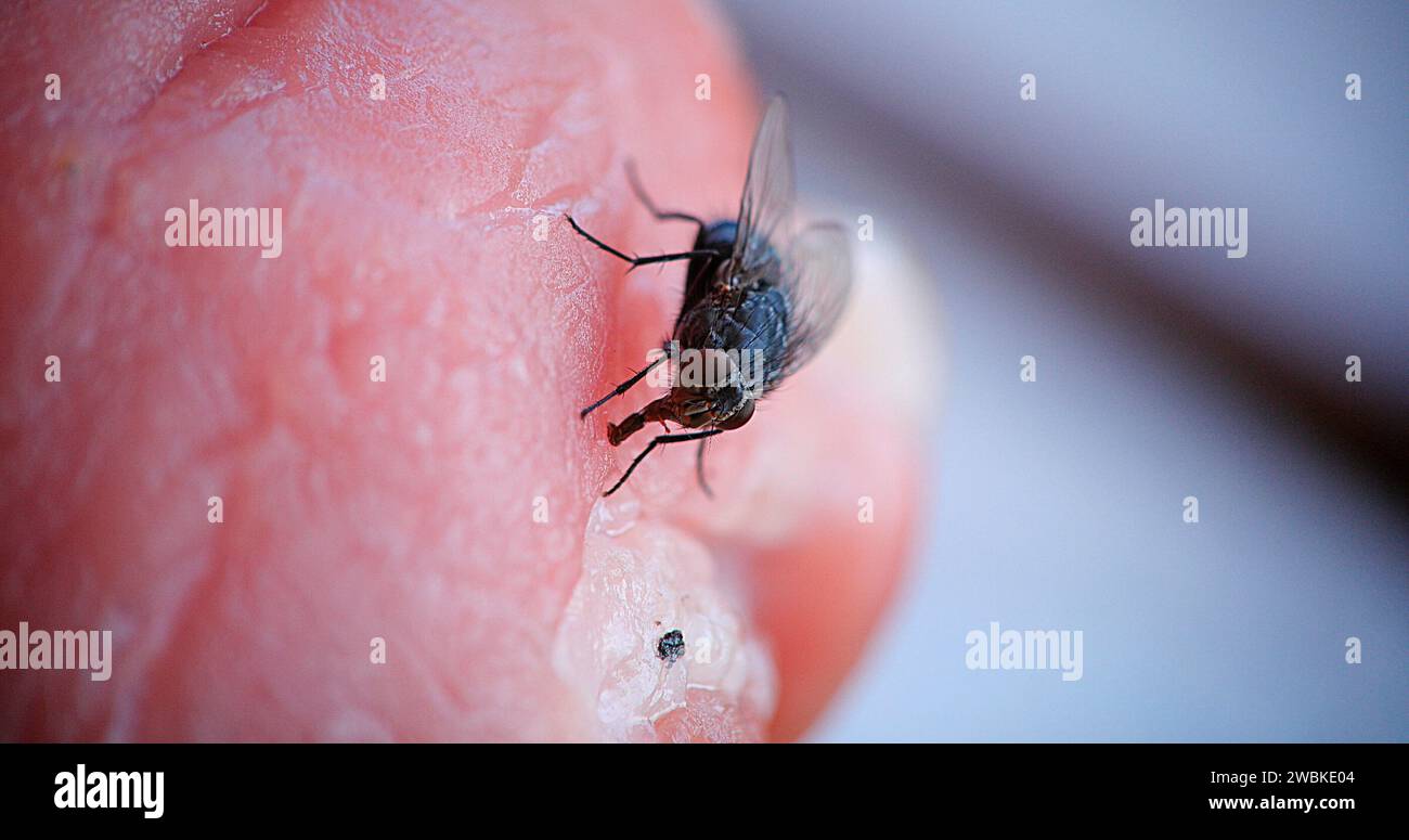 Fliegen Sie auf einem Stück Meet in der Normandie in Frankreich Stockfoto