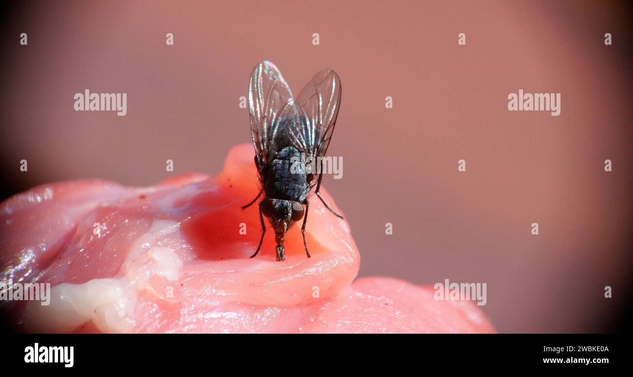 Fliegen Sie auf einem Stück Meet in der Normandie in Frankreich Stockfoto