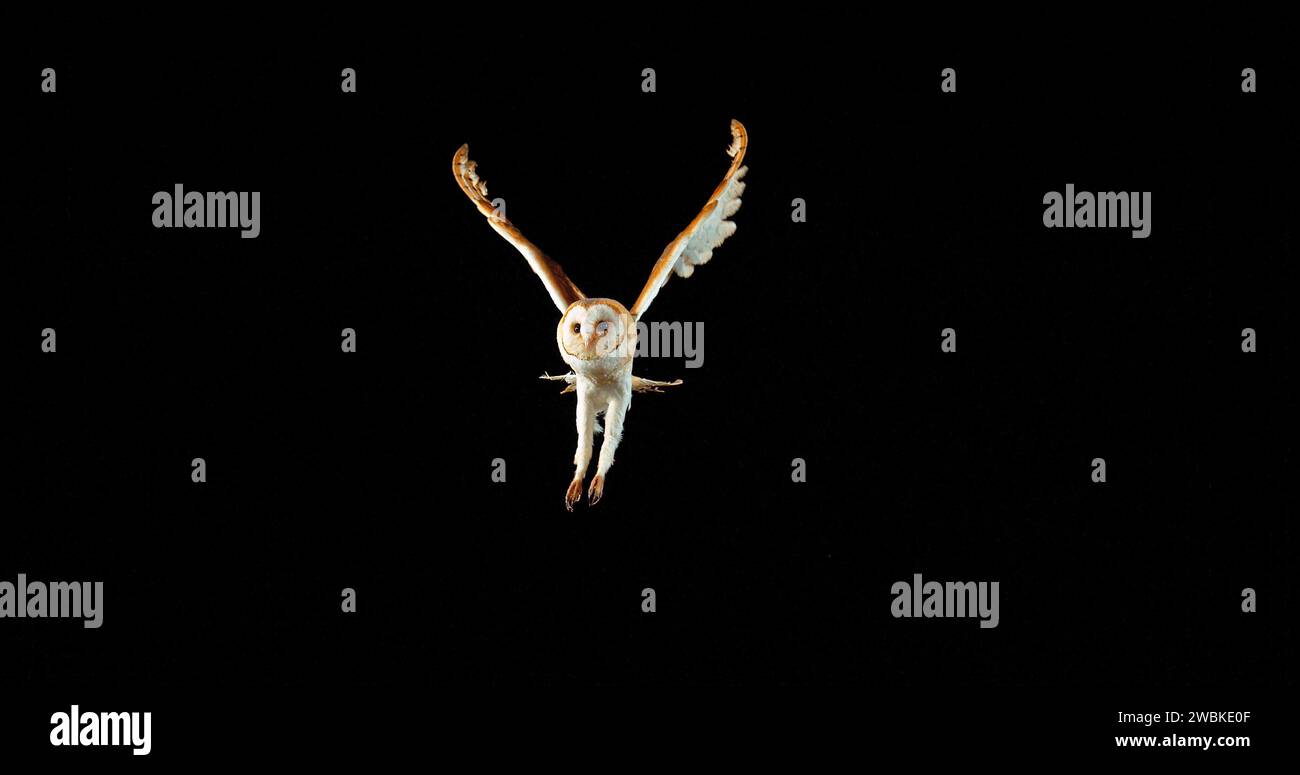 Barn Owl, tyto alba, Erwachsener im Flug, Normandie in Frankreich Stockfoto