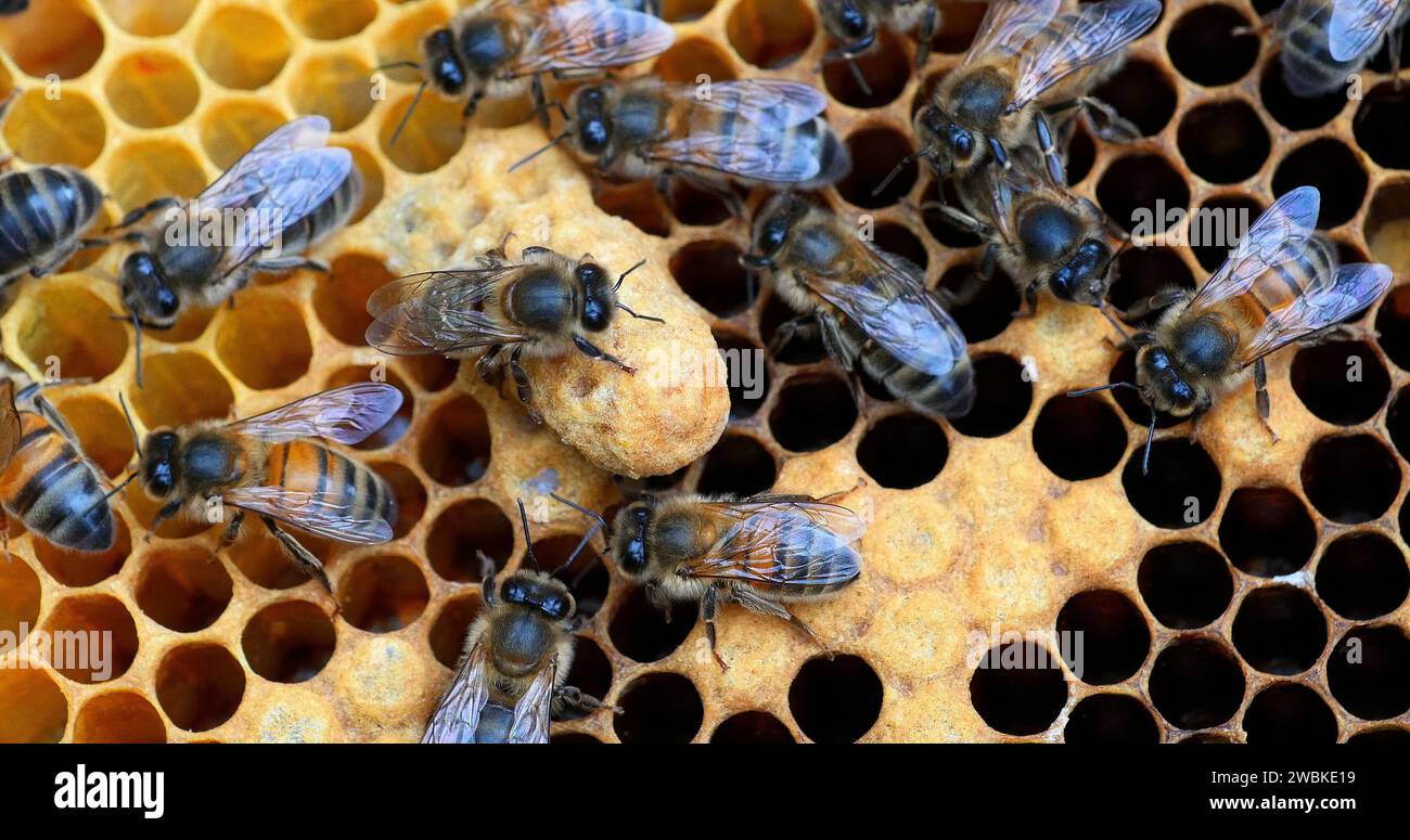 Europäische Honigbienen, apis mellifera, Schwarze Bienen arbeiten an Brut Frame, Queen Cell, Bienenstock in der Normandie Stockfoto