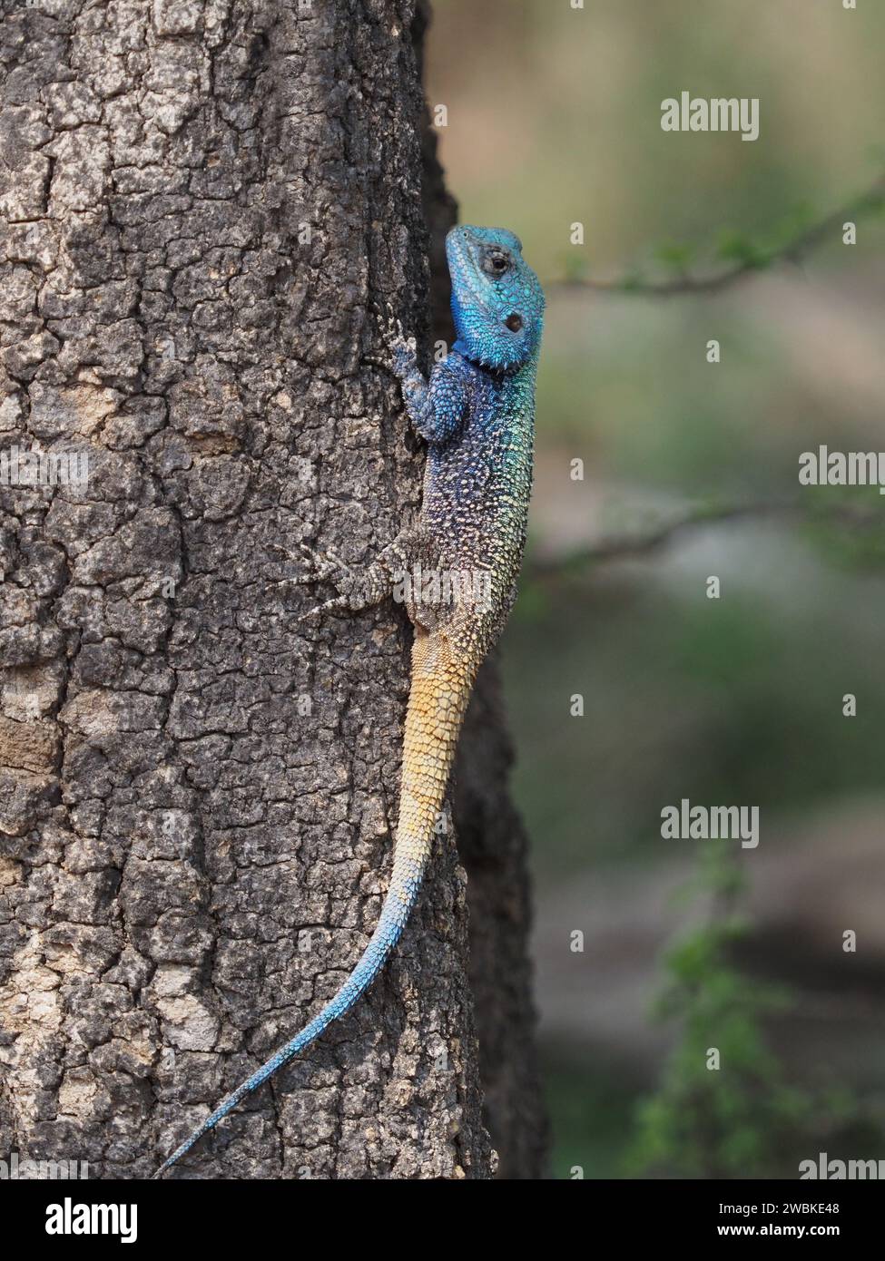 Blauköpfige südliche Baumagama (Acanthocercus atricollis) im Kruger-Nationalpark, Mpumalanga, Südafrika Stockfoto