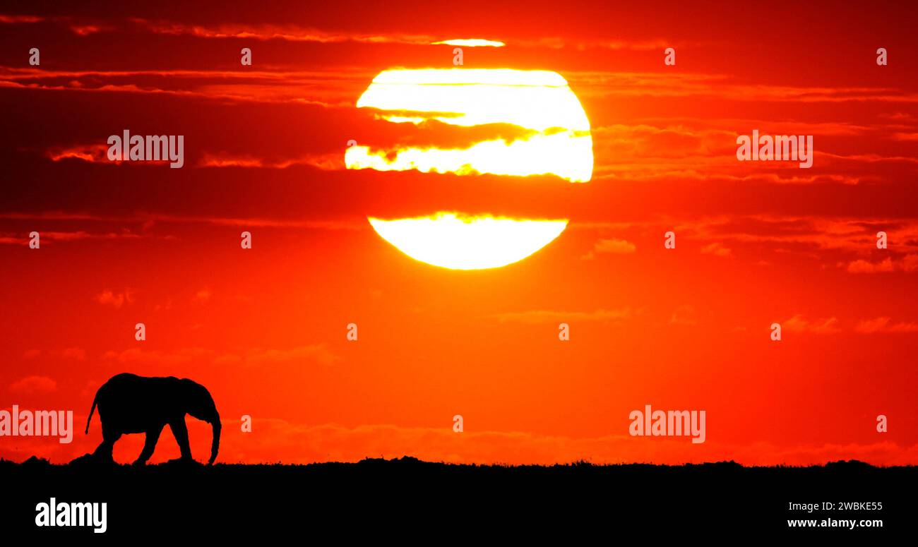 Afrikanischer Elefant, loxodonta africana bei Sonnenuntergang, Masai Mara Park in Kenia Stockfoto