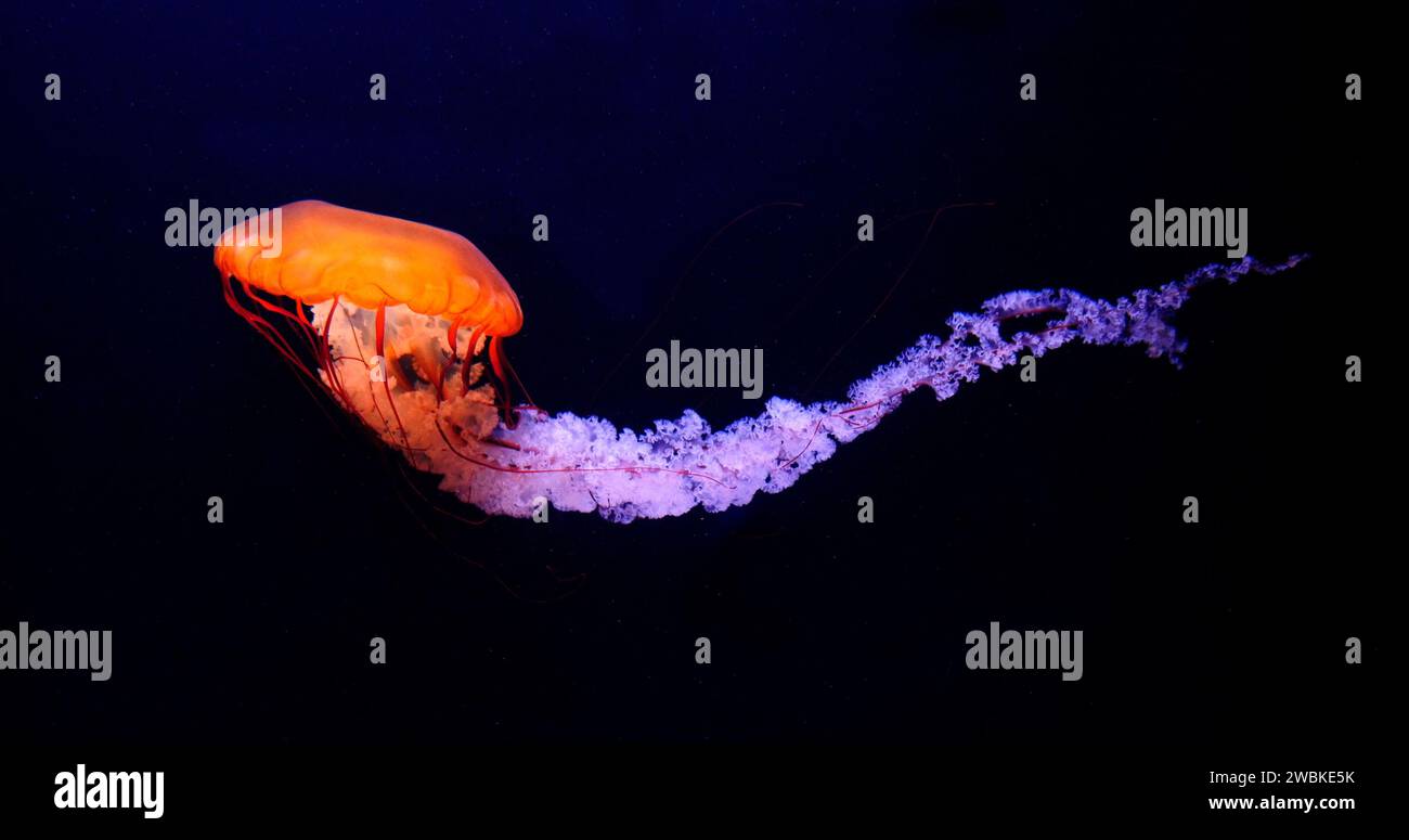 Schwarze Quallen oder Schwarzmeerkessel, Pazifik, Chrysaora achlyos, Meerwasser Aquarium in Frankreich Stockfoto